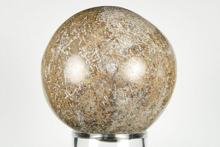 3.1" Polished Agatized Dinosaur (Gembone) Sphere - Morocco